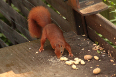 Eichhörnchen-A-70.jpg